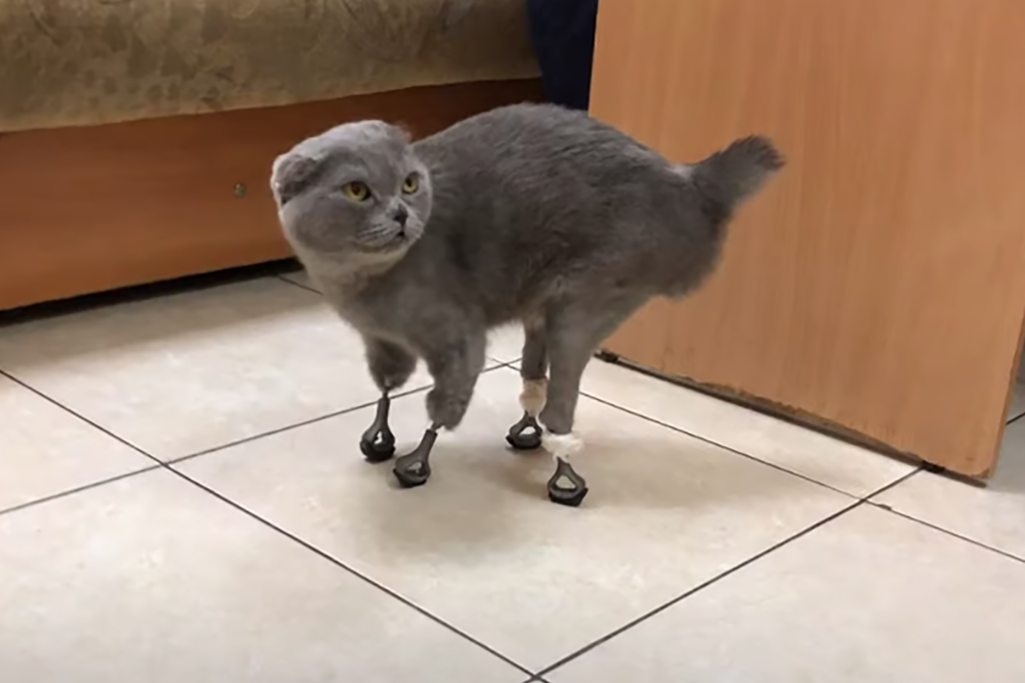 Cat Who Lost Paws To Frostbite Gets 3D-printed Titanium, 52% OFF