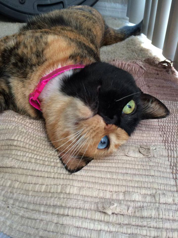 two-faced-chimera-cat-venus-30