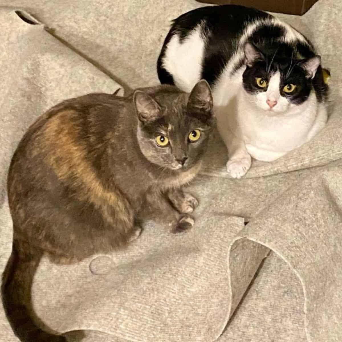 two fat cats