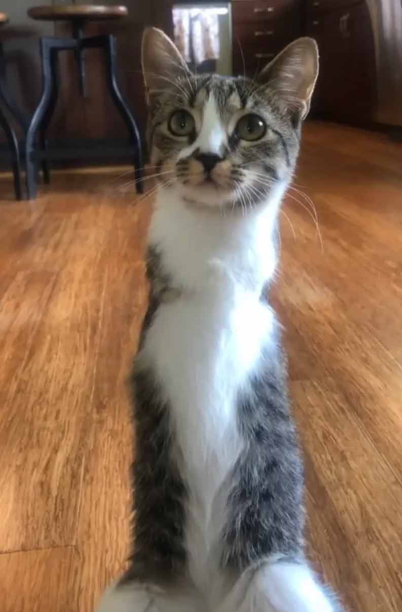 two legged cat