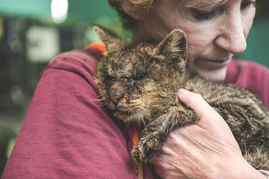 untouchable-cat-sarcoptic-mange-hugged-valentino-1