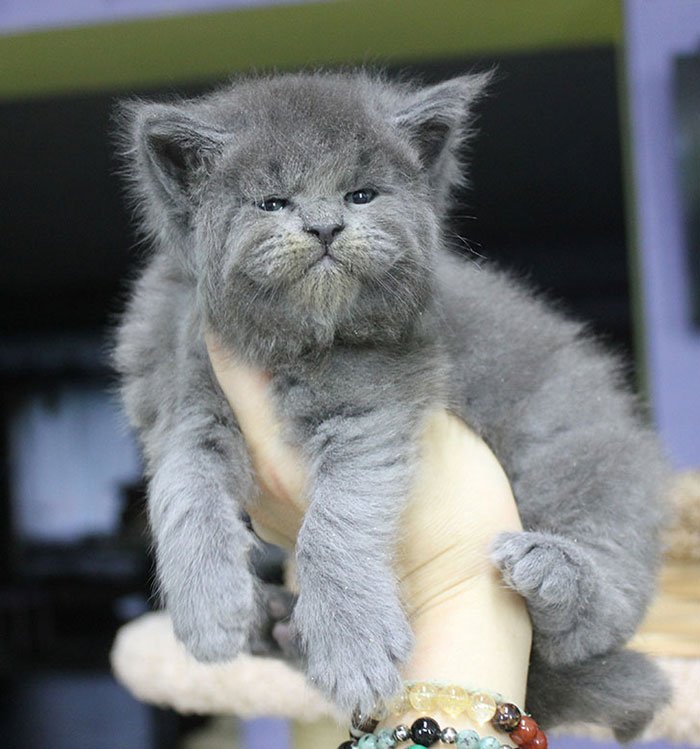 This Whole Litter Of 5 Maine Coon Kittens Was Born With Cute But Grumpy Faces