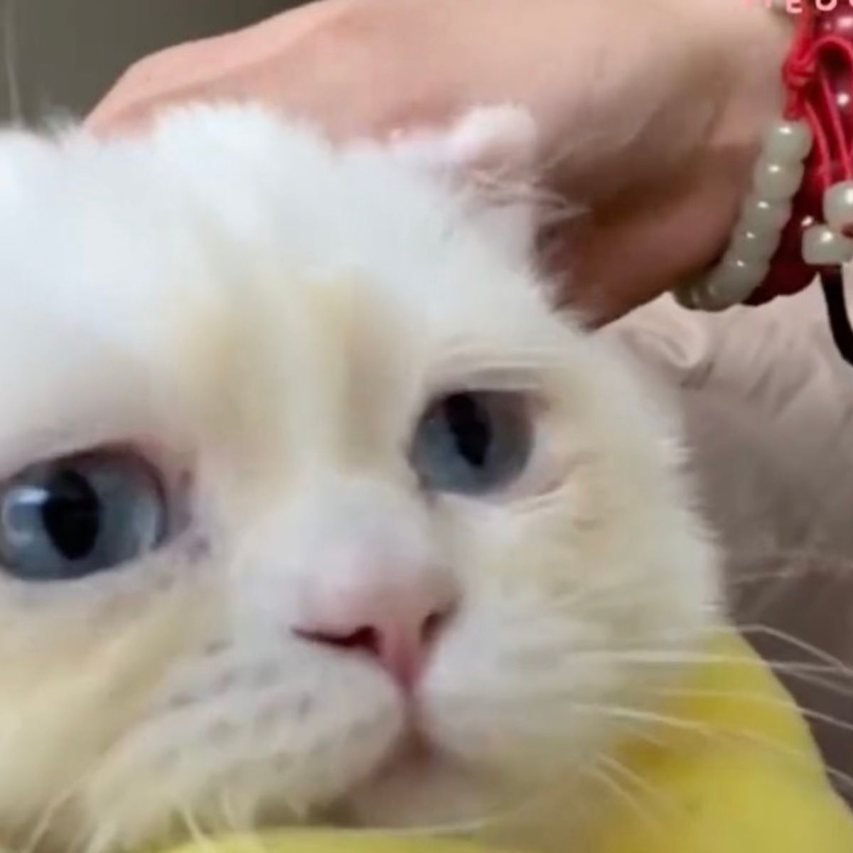 white cat with blue eyes