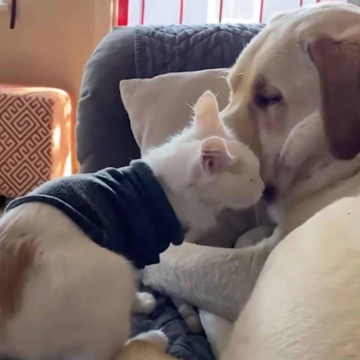 white dog and kitten