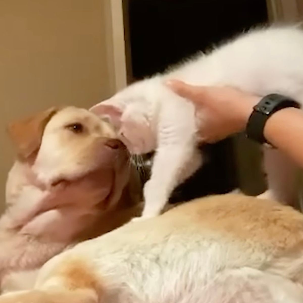 white kitten and dog