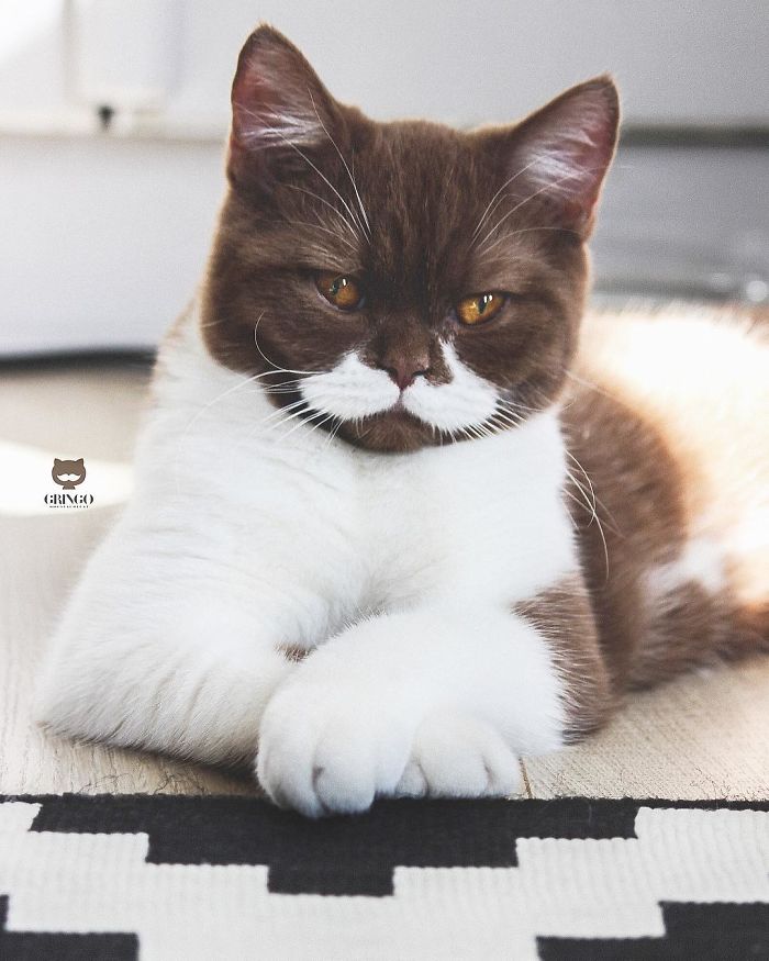 White-Mustache-Cat-Gringo