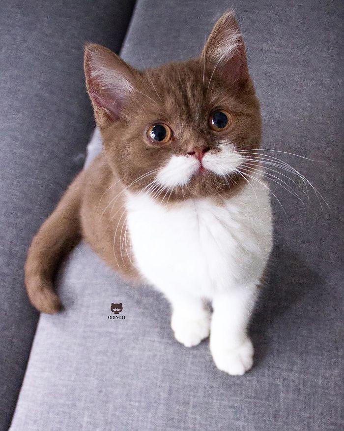 White-Mustache-Cat-Gringo