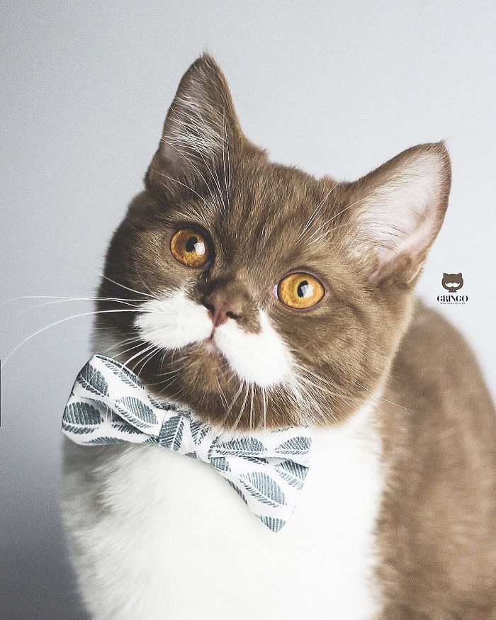 White-Mustache-Cat-Gringo