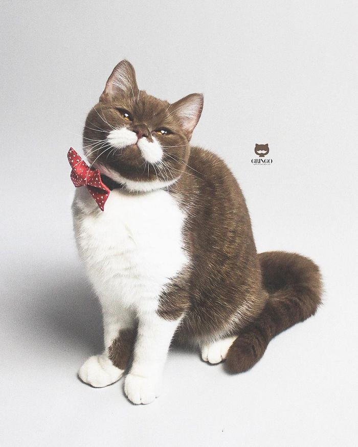 White-Mustache-Cat-Gringo