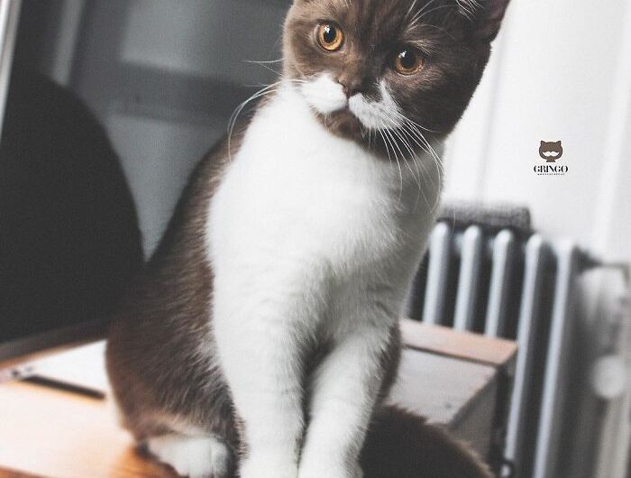 Encounter Gringo: The Feline with a Fantastic Mustache that Stole Our Hearts