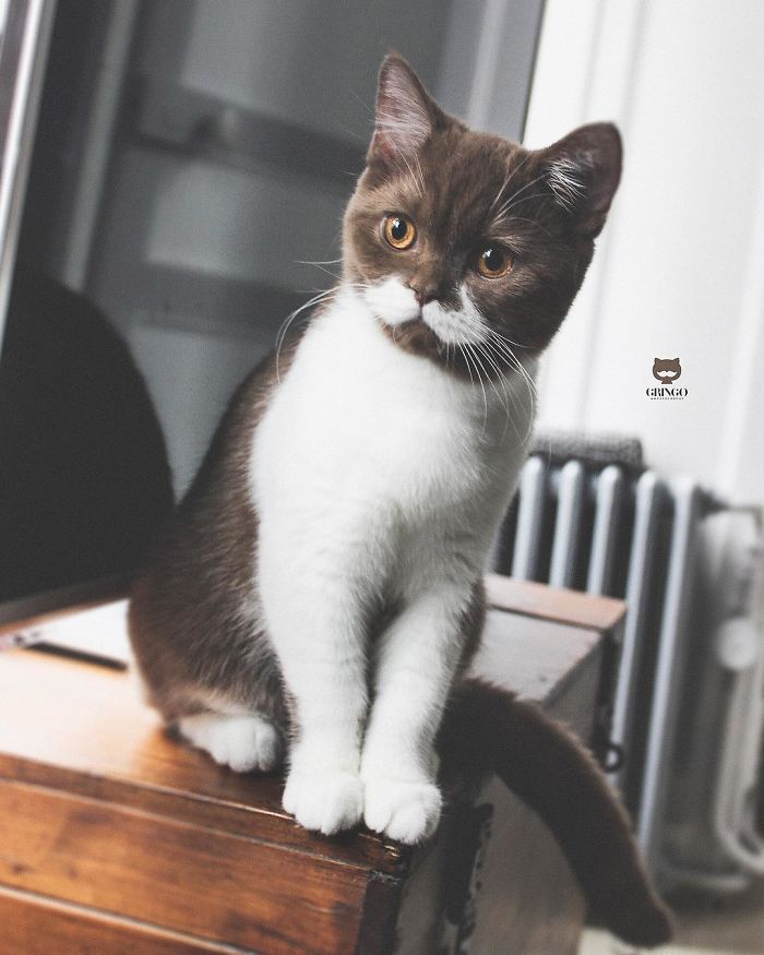 White-Mustache-Cat-Gringo