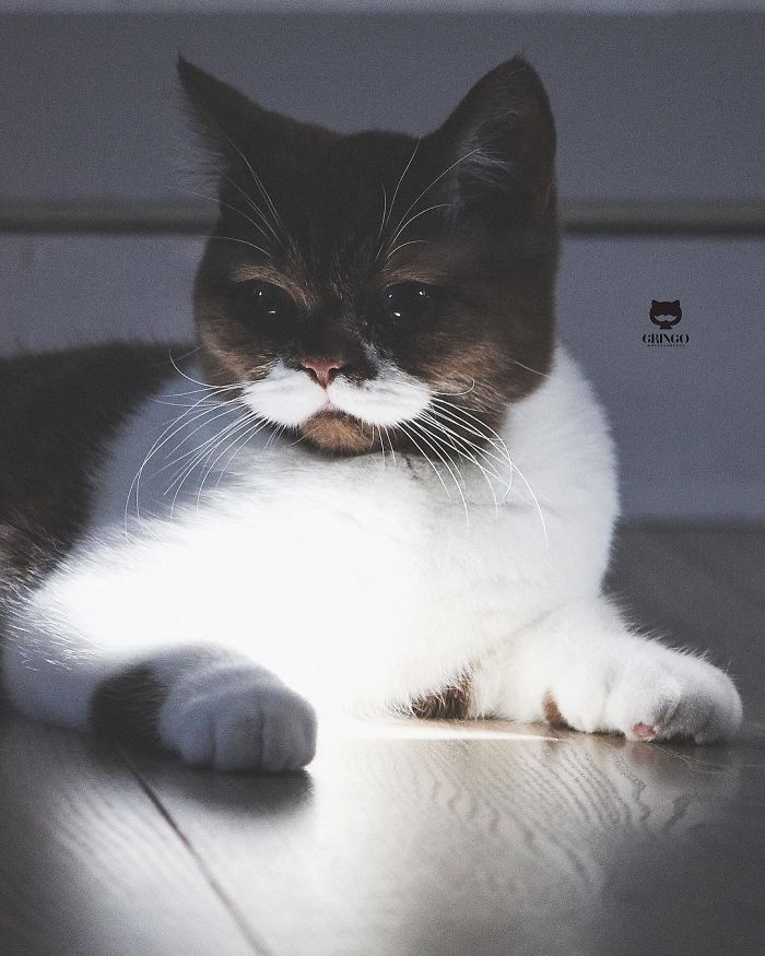 White-Mustache-Cat-Gringo