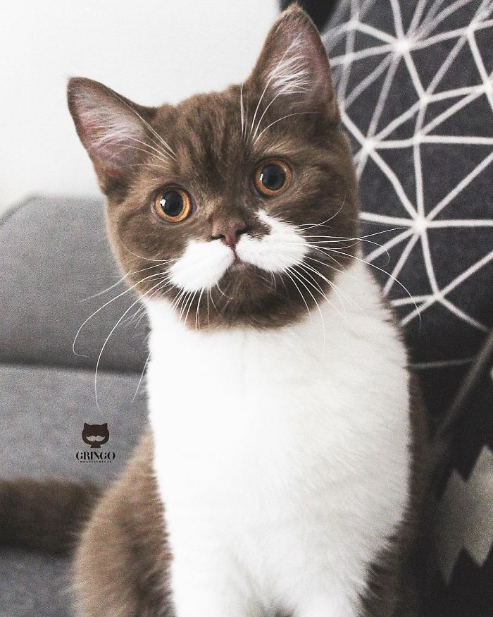 White-Mustache-Cat-Gringo