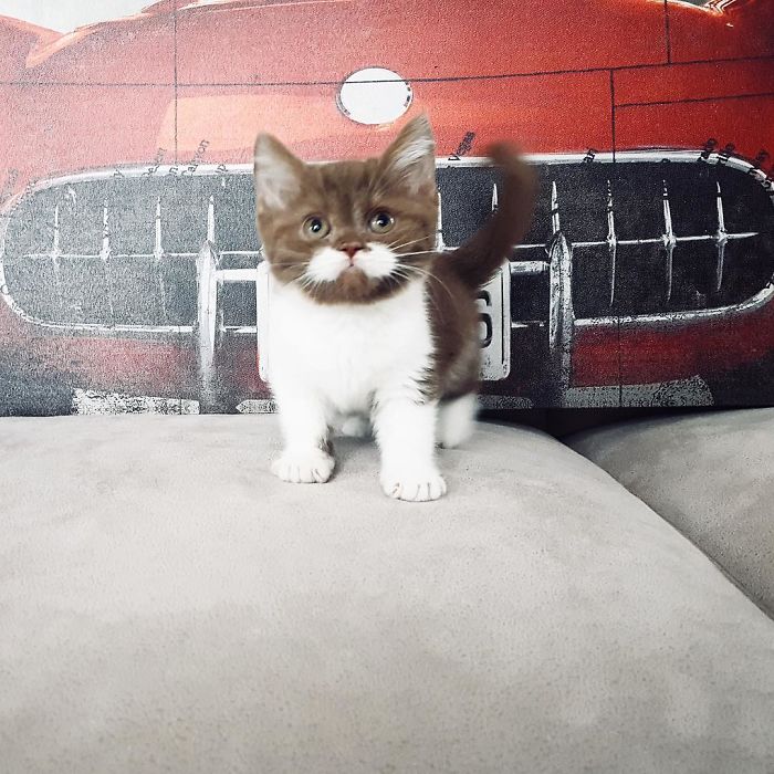 White-Mustache-Cat-Gringo