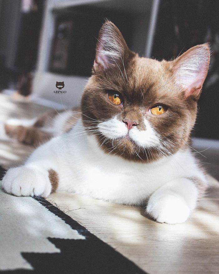 White-Mustache-Cat-Gringo