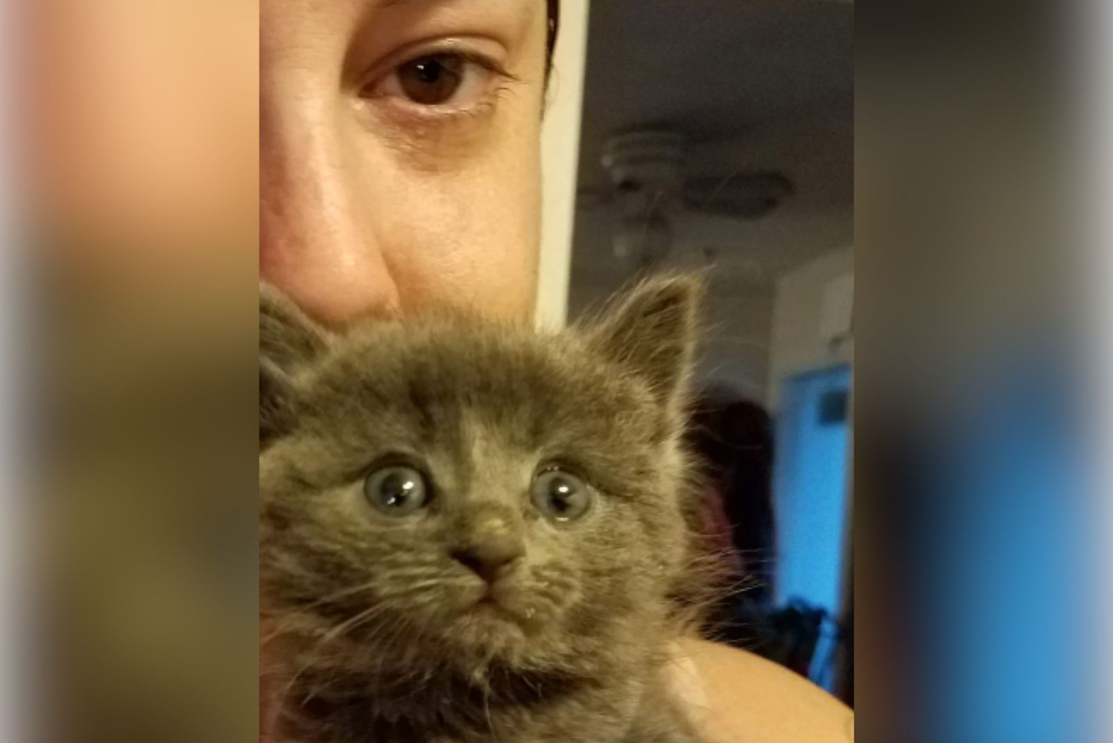 woman and gray kitten