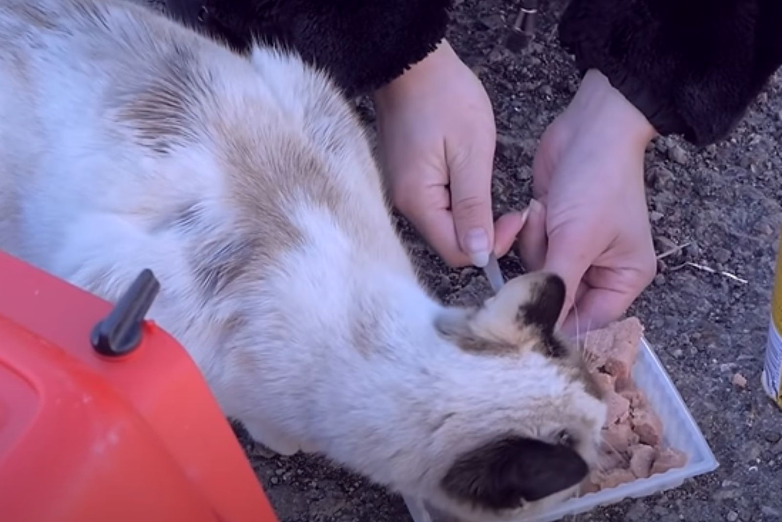 woman helping cat