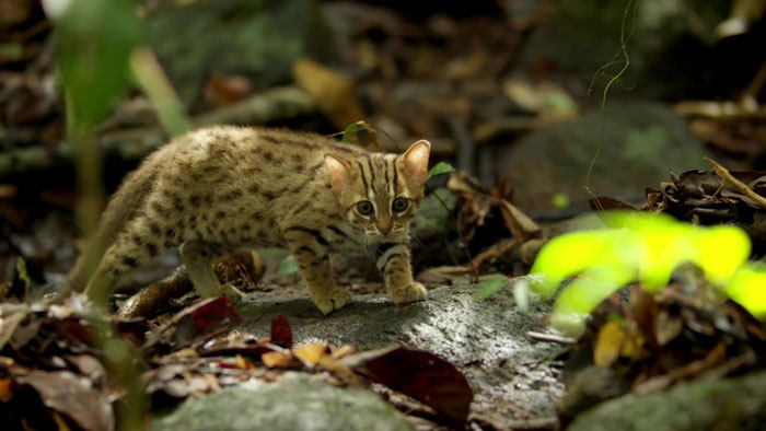 Meet the Adorable Little Kitty: The Smallest Wild Cat in the World, Guaranteed to Melt Your Heart