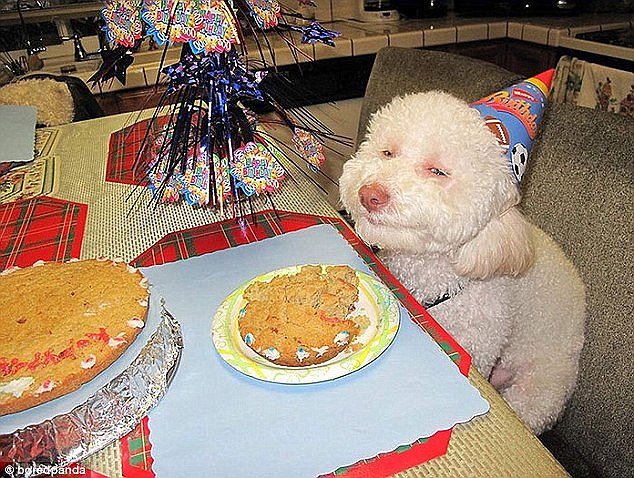 Riley the Bichon Frise-poodle cross became an online sensation after his owner shared this photo of him 