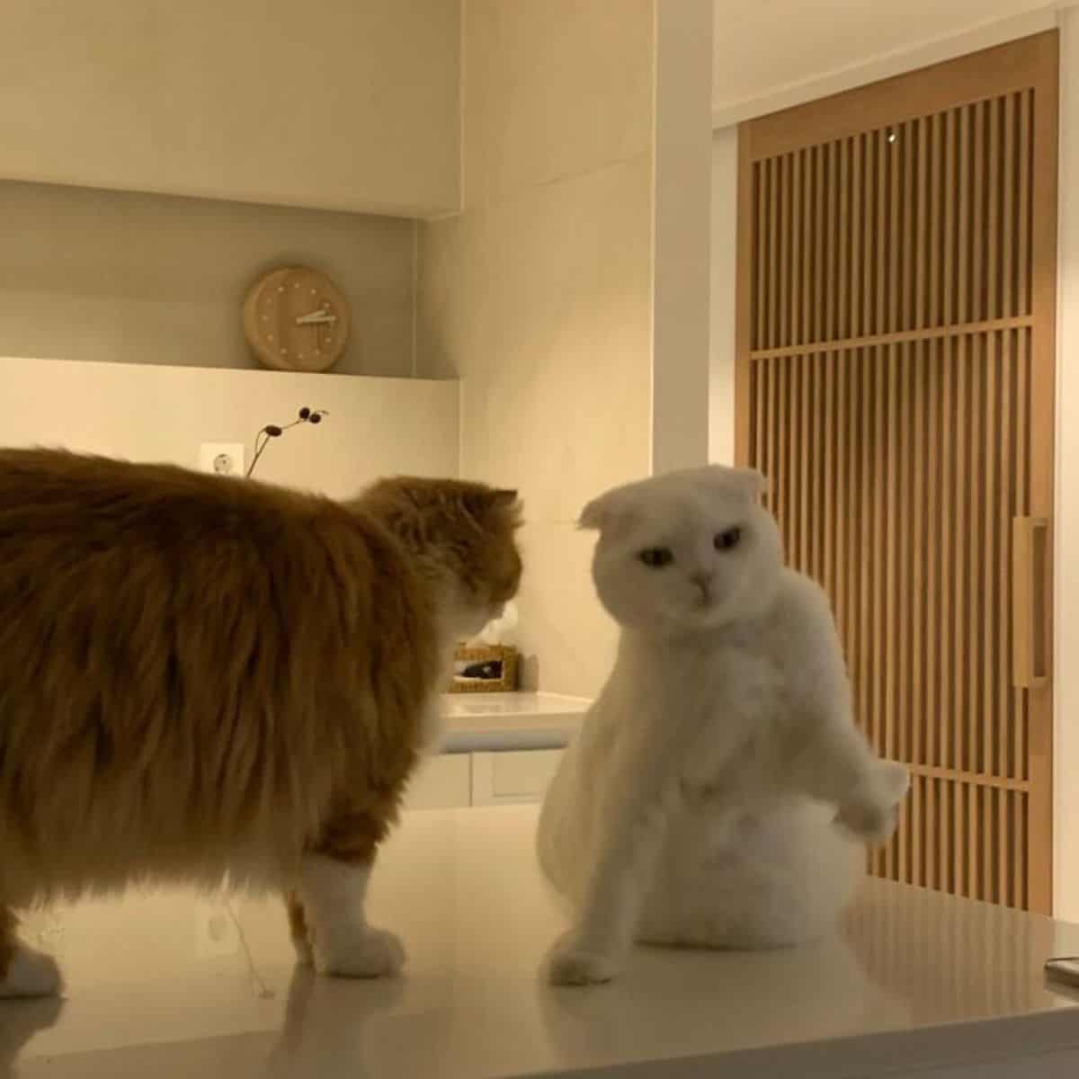 yellow and white cat on the kitchen element