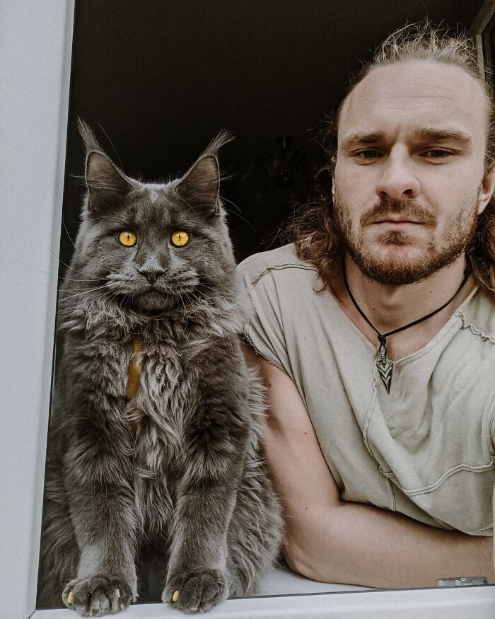 Meet Vincent, A Fluffy Maine Coon Cat That Looks Like A Black Panther And Acts Like A Dog