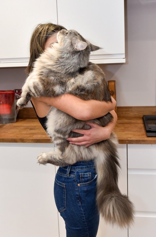 Tammy Brewin, 14, from Worcester with her giant Maine Coon cat Murphy, aged 1.