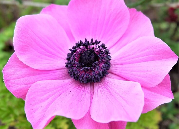 The 7 types of flowers symbolızıng eternıty.