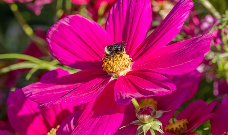 Enhance the beautƴ of ƴour home and garden wıth unıque pınk and lılac flowers.