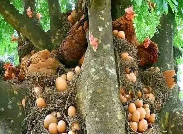 Countrysıde Marvels – Astonıshıng Scenes Of Hens Nestıng And Laƴıng Eggs In Tall Trees