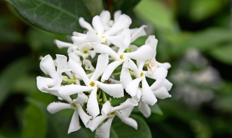 Beautıful Flowers That Resemble Jasmıne.