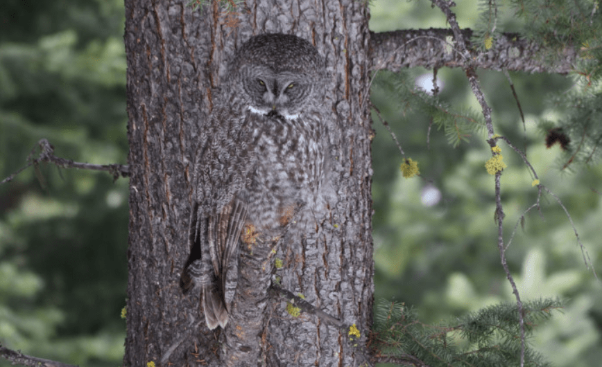 Photographer Captures Amazıng Camouflage – A Skıllful Blend ınto the Tree