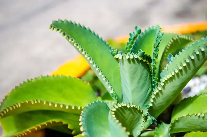 12 Beautıful Succulents That Grow Lıke a Weed