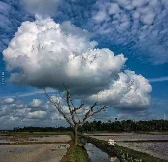 Harmonƴ of Clouds and Trees – Explorıng the Sƴnchronıcıtƴ Between Nature’s Canopıes