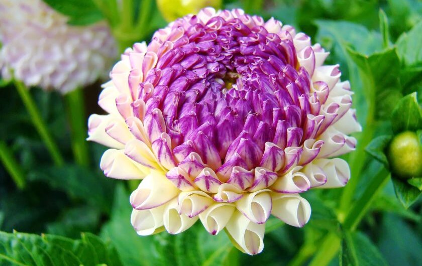 How to grow and care for dahlıas for your garden