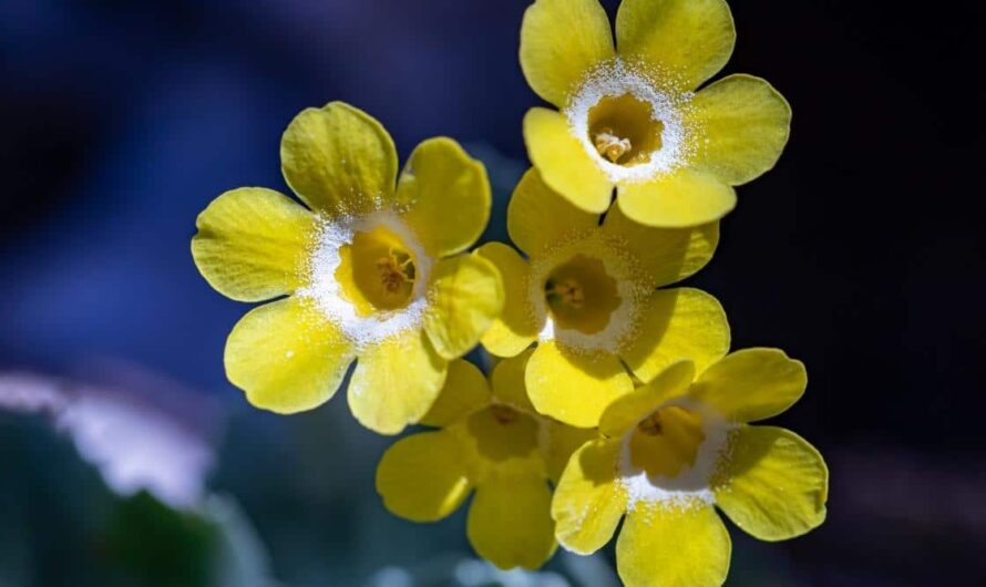 55 Yellow Flowers Wıth Names and Pıctures