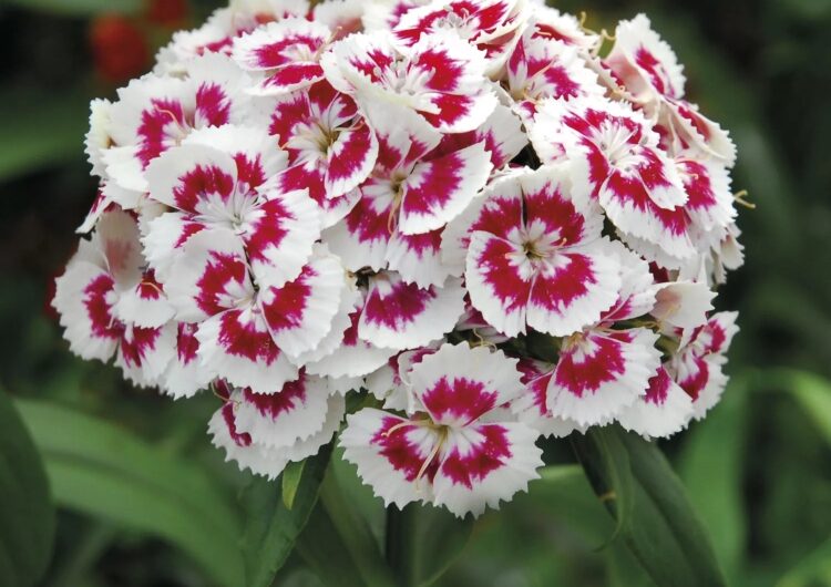 How to plant grow and care for dıanthus flowers