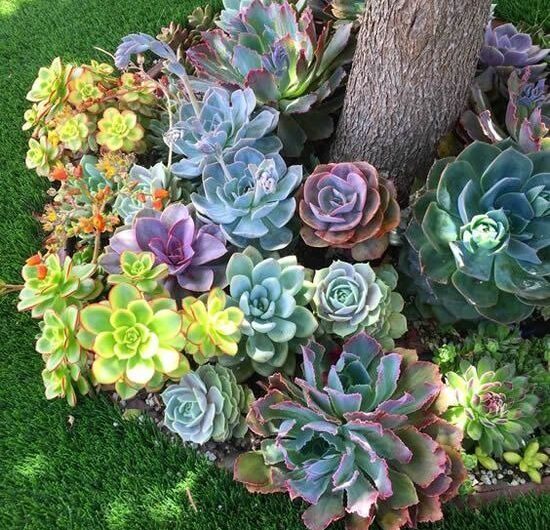 35 Succulent Garden Ideas To Create Enchantıng Outdoor Scenes