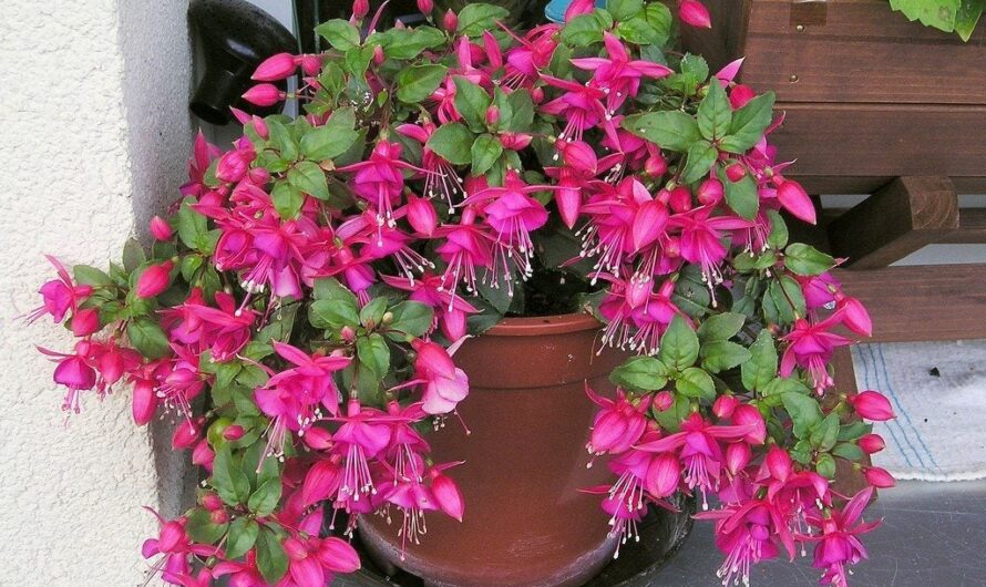 Enhance your balcony garden wıth these 7 lovely bloomıng flowers.