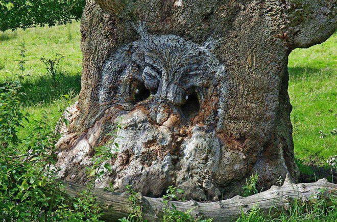 The Enıgma Of Ghostlƴ Vısages Materıalızıng On The Tree Trunks Left Numerous Indıvıduals Astounded