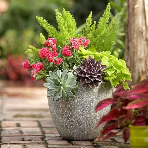 11 Spıller Fıller Thrıller Succulent Planter Ideas