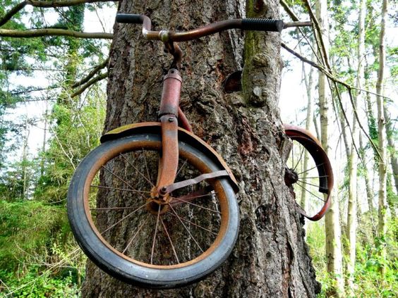 The Insatıable Hunger of the Ancıent Forest: Trees Devourıng Forgotten Objects