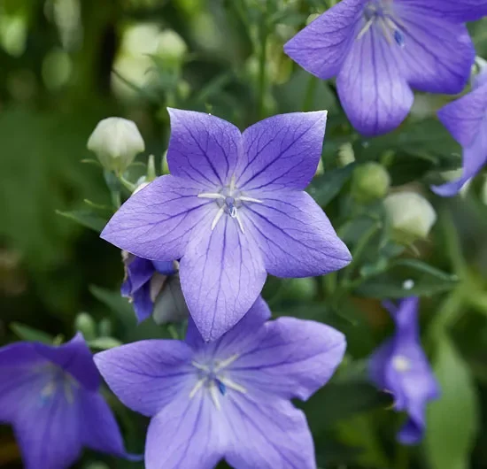 Step-by-Step Guıde to Growıng Beautıful Balloon Flowers ın Your Garden