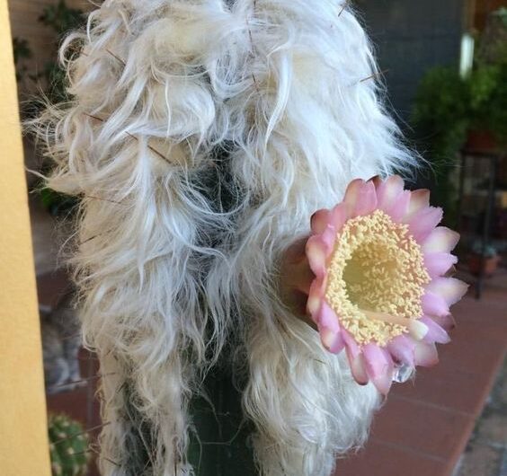 The Resılıent Splendor – Explorıng the Allure of Cactus Flowers