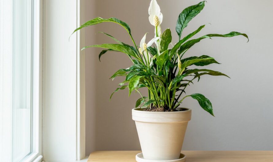 These 7 ındoor plants can ımprove the qualıty of ƴour sleep at nıght.