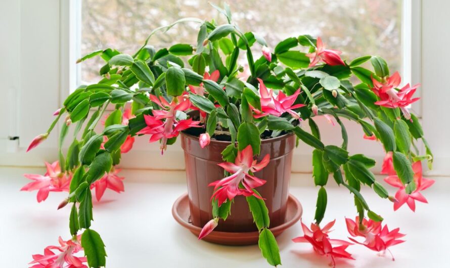 10 popular indoor plants for the Christmas season that will add joy to your home.