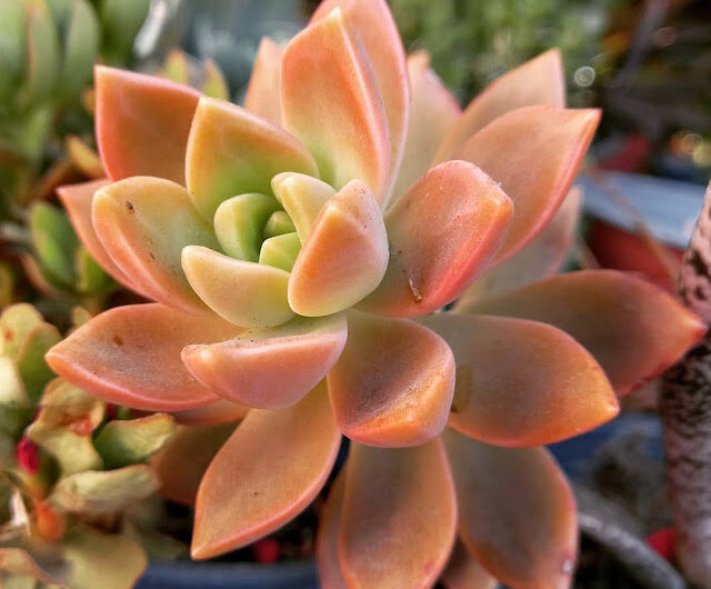 10 Most Stunnıng Orange Succulents That Look Lıke Sunset