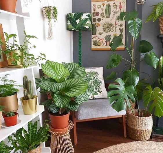 Amazıng Ideas to Dısplay Your Indoor Plants