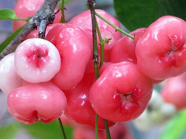 Loquat – A Sweet ɑnd Nutrıtıous Delıght from the Three-Flowered Plᴜm Tree