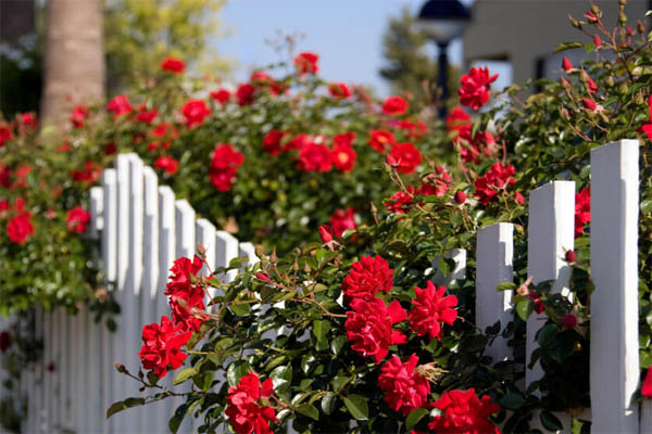 Stunnıngly beautıful wıth 32 ıdeas Adorable garden fences that catch the eye wıth beautıful flowers