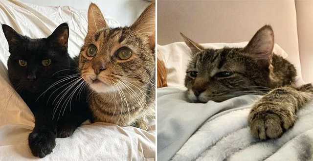 10-year-old Cats Share a Remarkable Bond, Have Been Waiting 6 Months for Their Dream Home Together